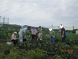 農園野菜作り